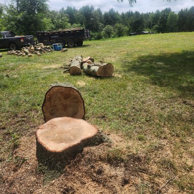 Tree Removal & Total Clean up - Tree Removal & Total Clean Up Tree Removal & Total Clean up - Tree Removal & Total Clean Up