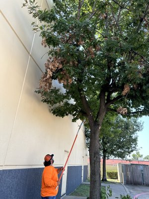 Commercial Job - This was a commercial job. were we trimmed, lifted and cleared from building, We did 13 trees and one removal for the business. Commercial Job - This was a commercial job. were we trimmed, lifted and cleared from building, We did 13 trees and one removal for the business.