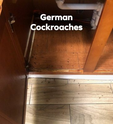German Cockroach Treatment - Customer had a minor German Roach infestation starting up under his sink. With one application we were able to get this situation under cont German Cockroach Treatment - Customer had a minor German Roach infestation starting up under his sink. With one application we were able to get this situation under cont