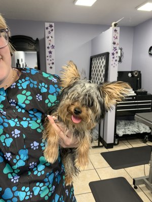 Doggie Makeovers - One of our favorite things to see here at K9NV is a Doggie Makeover. We love seeing how happy the pups are after we help them feel and look their best!