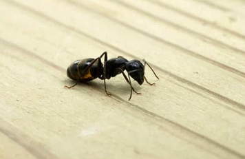 Ant Control - Do you have an issue with ants taking over your home??  Contact us today and take advantage of our 10% off special.