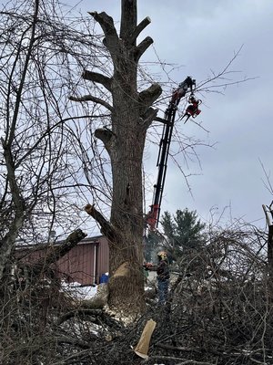 90-95 ft tree removal in Mt Gilead - 90-95 ft 🌳removal with a Stihl 47” bar. 💪🏼 Sometimes we don’t need all the fancy equipment, just the crane a REALLY BIG saw! Oh, and a lumberjack or two. 😬 90-95 ft tree removal in Mt Gilead - 90-95 ft 🌳removal with a Stihl 47” bar. 💪🏼 Sometimes we don’t need all the fancy equipment, just the crane a REALLY BIG saw! Oh, and a lumberjack or two. 😬