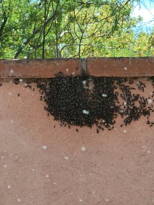 Bee removal from customers block patio wall. - Customer had bees take residence in their block patio wall. Bees were aggressive and disruptive to them. We came out in our bee suits and took care of the dangerous the bee problem for them. As a safety measure we came back 2 times to check on the bees to be sure that they were completely gone. CALL DORADO @ 520-886-3037 TO SCHEDULE SERVICE Bee removal from customers block patio wall. - Customer had bees take residence in their block patio wall. Bees were aggressive and disruptive to them. We came out in our bee suits and took care of the dangerous the bee problem for them. As a safety measure we came back 2 times to check on the bees to be sure that they were completely gone. CALL DORADO @ 520-886-3037 TO SCHEDULE SERVICE