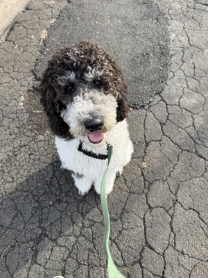 Walks - Your dog gives you everything. A reliable walk in the middle of their day is one of the kindest things you can give back.
Regular walks help dogs feel calmer, more settled, and genuinely happier — and when they have a familiar face they trust, it makes all the difference.
🐾 Pawsh Light — 2x/week | from $64/week
🐾 Pawsh Core — 3x/week | from $90/week
🐾 Pawsh Plus — 4–5x/week | from $116/week
Every walk is private, one-on-one, and followed by a report with notes and photos — so you can check in on your pup even when life gets busy.
📍 Serving Shadyside, Squirrel Hill, Lawrenceville, Bloomfield, Robinson, Moon, Sewickley & Oakdale Walks - Your dog gives you everything. A reliable walk in the middle of their day is one of the kindest things you can give back.
Regular walks help dogs feel calmer, more settled, and genuinely happier — and when they have a familiar face they trust, it makes all the difference.
🐾 Pawsh Light — 2x/week | from $64/week
🐾 Pawsh Core — 3x/week | from $90/week
🐾 Pawsh Plus — 4–5x/week | from $116/week
Every walk is private, one-on-one, and followed by a report with notes and photos — so you can check in on your pup even when life gets busy.
📍 Serving Shadyside, Squirrel Hill, Lawrenceville, Bloomfield, Robinson, Moon, Sewickley & Oakdale