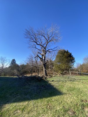 Tree Removal - This tree was the centerpiece of the front yard. It was dying and was a hazard walking around, with widow makers hanging in the tree that could fall at any given moment. The homeowner gave us a call then we came and cut it down for him making his property safer and more appealing to the eye all in a days work.