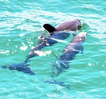 Dolphin Tours - Make unforgettable memories on our dolphin tours in Destin! Encounter the friendliest dolphins in the bay and offshore who love to make new friends. While it's illegal to feed them, they often come right up to the boat to say hello. Perfect for all ages, our dolphin tours are a must-do activity to add to your morning water sports adventure, followed by a relaxing and scenic experience. Don't miss out on this amazing opportunity! Dolphin Tours - Make unforgettable memories on our dolphin tours in Destin! Encounter the friendliest dolphins in the bay and offshore who love to make new friends. While it's illegal to feed them, they often come right up to the boat to say hello. Perfect for all ages, our dolphin tours are a must-do activity to add to your morning water sports adventure, followed by a relaxing and scenic experience. Don't miss out on this amazing opportunity!