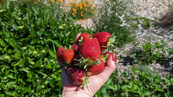 Strawberry Fields - It all began with a simple idea - less lawn & more privacy. On a small urban lot with a busy street this family felt there was little reason to spend time in the front yard. A tough lawn and some ‘weeds’ made it seem uninhabitable.