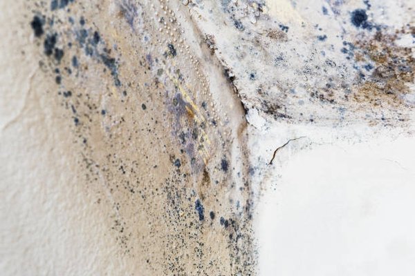 Mold protection - Licensed and insured company will protects your ventilation from mold at a good price! Mold protection - Licensed and insured company will protects your ventilation from mold at a good price!