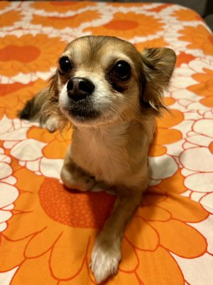 Dog Boarding - Charlie 4th of July weekend - Last minute boarder this 4th of July holiday weekend is 8 pound Charlie! She’s the Boss Pup this weekend here at Pasadena Playful Pups - Dog Daycare & Dog Boarding w/ Love.