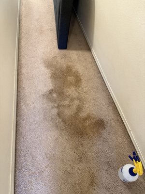 Pet damage stain removal! - Before and after of a recent pet damage stain removal. Pet damage stain removal! - Before and after of a recent pet damage stain removal.