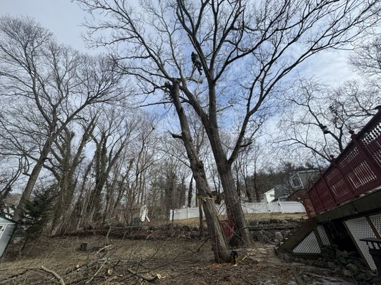 TREE REMOVAL 
TREE PRUNING 
STUMP GRINDING 
SHRUBS PRUNING - Don't Wait! Remove Hazardous Trees Before It's Too Late.
  a leaning tree, storm damage, or a professional safely removing a large branch.
 Storms can cause serious damage! We provide fast, reliable tree removal and trimming to keep your property safe. Call us today for a free, no-obligation estimate. [978-237-1518]  #TreeRemoval #StormDamage #SafetyFirst"
  "Get a Quote" or "Call Now"