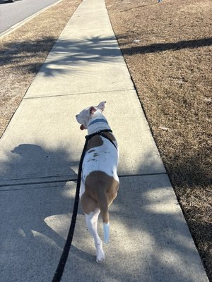 Dog Walking - Structured walks tailored to your dog’s energy level and training needs.
✔ 15- & 30-minute options
✔ Reinforced training consistency
✔ Photo updates included
📍 Serving Horry County, SC
📅 Advance booking required
Schedule your meet & greet today!
📞 864-913-0222
📧 bsdimery16@outlook.com
Safe, structured exercise your dog will love. 💛 Dog Walking - Structured walks tailored to your dog’s energy level and training needs.
✔ 15- & 30-minute options
✔ Reinforced training consistency
✔ Photo updates included
📍 Serving Horry County, SC
📅 Advance booking required
Schedule your meet & greet today!
📞 864-913-0222
📧 bsdimery16@outlook.com
Safe, structured exercise your dog will love. 💛