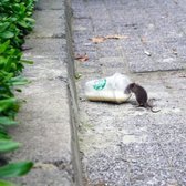 Rodent Trapping & Removal Service - Our Unique Approach To Rodent Trapping & Removal Service

Our goal is to give you the long term protection you need, all while providing the instant relief you deserve from mice and rats. We understand that every situation is unique, so we will use a combination of the following measures to address your rodent infestation at the source:

1. RODENT INSPECTION

We will start with a thorough inspection in and around your home. We will identify the species, areas of activity, potential entry points, and attractants. This step will ensure our baiting, trapping, and seal work being successful.

2. RODENT SANITATION

After a thorough home inspection, we will provide you with detailed sanitation guidelines and recommendations. This checklist will help you avoid future rodent infestations by showing you how to eliminate alluring agents and maintain a clean, and sanitary environment.

3. RODENT BAITS & TRAPS

Our program incorporates a combination of baiting and trapping techniques for the highest rate of success. If your rodent infestation is large, we will start with a high-quality bait to knock down the population and prevent rapid growth. We will then place traps in and around the area of the rodent activity.

4. RODENT MONITORING

After the baits and traps have been placed, we will return twice every two or three days to ensure your rodent control program’s effectiveness, and make adjustments as necessary.

5. RODENT EXCLUSION

When we have rid you of your existing rodent problem, we will prevent them from coming back. The entire process, from start to finish, takes 5 to 7 days on average. Door sweeps, caulking, and other products may be used to seal any holes or gaps. Our goal is for your home and property to be 100% rodent free.
