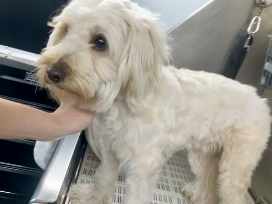 Golden Doodle Mobile Dog Grooming In Tampa - Meet Gia! One Of Our New Customers. Golden Doodle Mobile Dog Grooming In Tampa - Meet Gia! One Of Our New Customers.