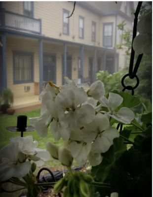 Romantic Getaway - Romantic B&B in Georgetown CAArrive at the American River Inn to a warm welcome from our Innkeepers. Delight to the Gold Rush ambience, Queen Anne architecture, and period English and American antiques. If you like, unwind and relax in our hot tub set in our Victorian Botanical Garden, take a leisurely stroll through our grounds, or walk to our local nature area trails leading to an old gold mine and Native American Indian village and pond.
Head back to the Inn by late afternoon and choose where you will enjoy dinner for two, and our Innkeepers will be happy to reserve a table for you. You are welcome to bring a bottle of your own favorite vintage wine. While you’re out, stroll down Historic Main Street in Georgetown. Enjoy the charm of the old buildings and get a sense of how the town was, and is.
Back at the Inn, you might play a familiar tune on our Yamaha piano. When you retire to your elegant room, immerse yourself in an antique feather bed or a ball & claw tub brimming with bubbles. Curl up in front of your fireplace, or step out onto the balcony to savor the night mountain air. There is no phone to disturb the serenity.
In the morning, wake up to a gourmet breakfast served in our dining room, Veranda, or Garden Terrace set up for social distancing. Peruse the local Art Gallery and Boutiques for unique and beautiful gifts. Your imagination is the limit on planning your other days at the Inn.
Make it Happen!
To plan your romantic getaway, peruse the pages of this website, such as our Rooms and Suites and Things to Do, and make note of the amenities and activities you prefer. We’ll be glad to help you with the details so that your special “escape for two” will be long remembered. For a romantic wedding and honeymoon at the Inn, see our Host an Event Page. Just call us at 530-333-4499 for assistance. Reservations are recommended. Romantic Getaway - Romantic B&B in Georgetown CAArrive at the American River Inn to a warm welcome from our Innkeepers. Delight to the Gold Rush ambience, Queen Anne architecture, and period English and American antiques. If you like, unwind and relax in our hot tub set in our Victorian Botanical Garden, take a leisurely stroll through our grounds, or walk to our local nature area trails leading to an old gold mine and Native American Indian village and pond.
Head back to the Inn by late afternoon and choose where you will enjoy dinner for two, and our Innkeepers will be happy to reserve a table for you. You are welcome to bring a bottle of your own favorite vintage wine. While you’re out, stroll down Historic Main Street in Georgetown. Enjoy the charm of the old buildings and get a sense of how the town was, and is.
Back at the Inn, you might play a familiar tune on our Yamaha piano. When you retire to your elegant room, immerse yourself in an antique feather bed or a ball & claw tub brimming with bubbles. Curl up in front of your fireplace, or step out onto the balcony to savor the night mountain air. There is no phone to disturb the serenity.
In the morning, wake up to a gourmet breakfast served in our dining room, Veranda, or Garden Terrace set up for social distancing. Peruse the local Art Gallery and Boutiques for unique and beautiful gifts. Your imagination is the limit on planning your other days at the Inn.
Make it Happen!
To plan your romantic getaway, peruse the pages of this website, such as our Rooms and Suites and Things to Do, and make note of the amenities and activities you prefer. We’ll be glad to help you with the details so that your special “escape for two” will be long remembered. For a romantic wedding and honeymoon at the Inn, see our Host an Event Page. Just call us at 530-333-4499 for assistance. Reservations are recommended.