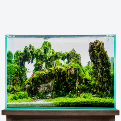 Minnow's Peak - Please note that this particular aquarium design requires 30 to 45 days in order for plant growth and biological cycling to be completed. Please expect slight differences in hardscape since we use natural stone sourced from Asia that will vary in texture, size, and shape. Minnow's Peak - Please note that this particular aquarium design requires 30 to 45 days in order for plant growth and biological cycling to be completed. Please expect slight differences in hardscape since we use natural stone sourced from Asia that will vary in texture, size, and shape.