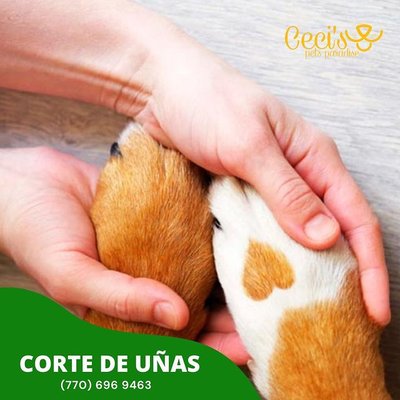 grooming the lovelypets - This place have good vibes and very calm atmosphere the staff is very comfort and happy really yoyu need enjoy this team grooming the lovelypets - This place have good vibes and very calm atmosphere the staff is very comfort and happy really yoyu need enjoy this team