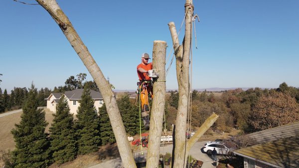 Cottonwood Tree removal - This tree was not accessible with our boom. We used two climbers in the tree to dismantle the tree and get it safely to the ground. Cottonwood Tree removal - This tree was not accessible with our boom. We used two climbers in the tree to dismantle the tree and get it safely to the ground.