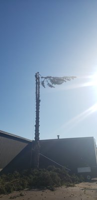 Tree removal - This was a tree we did last summer tall tree next to someone house Tree removal - This was a tree we did last summer tall tree next to someone house