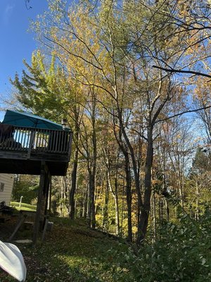 Black Cherry - This large cherry tree had a massive branch leaning toward their second-story deck. However they didn't care much for this tree so we ended up removing the whole thing.