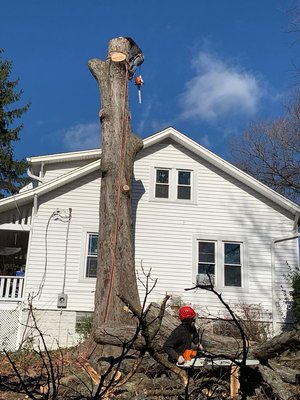 Big Tree Removal over the rooftop of the house. - Our team did a great job in this tree close to a house.
We can remove any size of tree. Big Tree Removal over the rooftop of the house. - Our team did a great job in this tree close to a house.
We can remove any size of tree.
