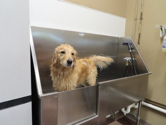 Grooming - Callie, the golden, getting a bath in the grooming salon at Pet Paradise Carrollton, VA Grooming - Callie, the golden, getting a bath in the grooming salon at Pet Paradise Carrollton, VA