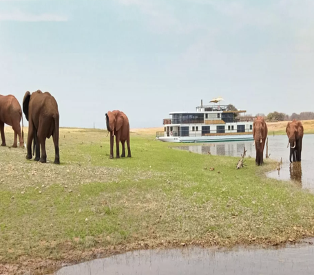Safari Vacations - Our safari packages offer the opportunity to encounter majestic wildlife in their natural habitats, from lions and elephants to giraffes and rhinos. Whether you're exploring the vast savannahs of Africa, the dense jungles of South America, or the remote wilderness of Australia, our expert guides will ensure an unforgettable experience filled with awe-inspiring encounters. Safari Vacations - Our safari packages offer the opportunity to encounter majestic wildlife in their natural habitats, from lions and elephants to giraffes and rhinos. Whether you're exploring the vast savannahs of Africa, the dense jungles of South America, or the remote wilderness of Australia, our expert guides will ensure an unforgettable experience filled with awe-inspiring encounters.