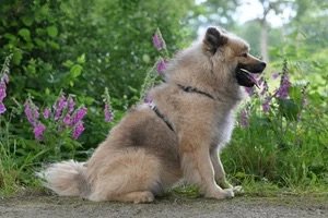 Blowout Package - Add a blow-dry and brush-out to the Basic Hygiene package. Cost is based on dog’s size and length/condition of coat.