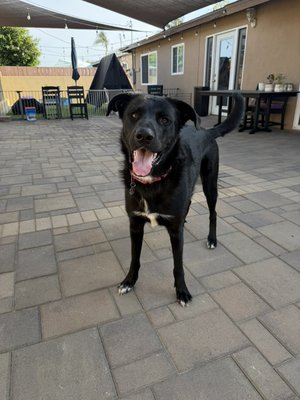Pet Boarding - Pups staying with us have free range of the house and yard. They get to lay on the couch and hangout with us too! Pet Boarding - Pups staying with us have free range of the house and yard. They get to lay on the couch and hangout with us too!
