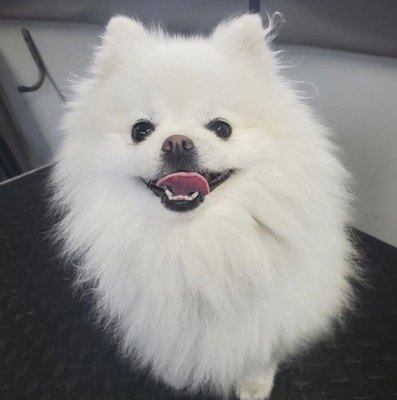 Mobile Grooming - Saving your pets from salon stress.
We cover Downey & neighborhood cities Mobile Grooming - Saving your pets from salon stress.
We cover Downey & neighborhood cities