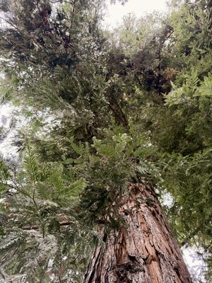 Spiral thinning of Redwoods. - We did this Spiral thinning of these Redwoods in Stockton Spiral thinning of Redwoods. - We did this Spiral thinning of these Redwoods in Stockton