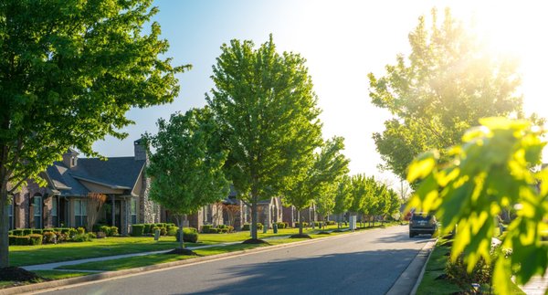 Services Offered - Arborist Reports: 
A professional, detailed document representing the current condition, location, and attributes of a tree or trees at any given site. It includes recommendations for care, management, and future disposition, including limited risk assessment or removal. It is suitable for most municipal permits or legal requirements.

Care & Pruning Recommendations:
A site visit with the owner or manager of any tree or trees. Identifying species, discussing growing space, soil conditions, and overall tree health and vigor, identifying likely hazards, and offering solutions using ISA guidelines and industry best management practices.  

Tree Inventory & Mapping:
A comprehensive recording using state-of-the-art mapping systems such as Google Earth allows for quick, limited inventories and/or detailed tree observations, pictures, appraisals, plant health care, risk analyses, and other information.  Custom-suited detailed industry standard reports. 

Home Buyer Inspections & Reports:
A written or verbal report for the agent or buyer  Identifying species, discussing growing space, soil conditions, and overall tree health and vigor, identifying likely hazards, and discussing potential costs regarding current and future tree care, removal, and planting options—a brief overview of local tree ordinances and regulations affecting the property. 

Tree Protection During Construction:
UProvide all parties with a contract of understanding regarding the protection of trees during construction. Including agreed consequences and required mitigation if damage occurs. Pre-construction evaluation, identification, and documentation of all trees on a site are to be retained throughout a project, protected from construction damage, and left in a healthy state.  Establish Tree Protection Zones (TPZ) and Root Protection Zones (RPZ), and construct and maintain temporary barriers to prevent entry or damage within the TPZ or RPZ. Monitor throughout the project, evaluate the condition of protected trees post-construction, and determine remedy or mitigation if necessary.

Tree Risk Assessment:
A report that, after an inspection of tree and site conditions, will evaluate and classify the likelihood of a tree failure impacting a target. Estimate the potential consequences of a tree failure, determine the risk, or if advanced assessments (Level One Report) are needed, then provide options for treatment to mitigate risk. This is industry-standard accepted best practice.