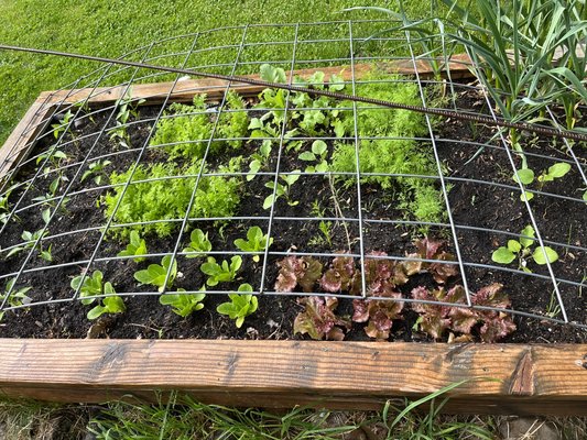 Gardening - All organic gardening