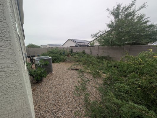 mesquite tree removal - removed tree from back yard growing over neighbors wall. mesquite tree removal - removed tree from back yard growing over neighbors wall.