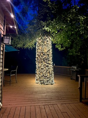 Large Cedar Tree - Amazing 150’+ Old cedar tree! 11’ of lighting! Winning combination of warmth and classic backyard feel!