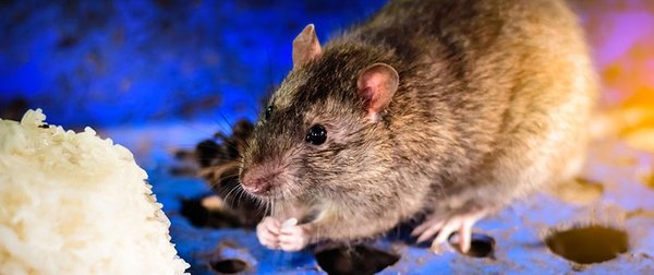 Commercial Rodent Control Services - As a business owner, you know how essential it is to maintain a clean and pest-free environment for your customers and employees. A rodent infestation in your commercial space can not only damage your reputation but also pose serious health risks and financial losses. That’s where our specialized Commercial Rodent Control Services come in to save the day.

At Rodent Roundup, we understand the unique challenges businesses face when it comes to rodent control. Our experienced team is equipped with the expertise and knowledge to handle commercial properties of all sizes, from offices and restaurants to warehouses and retail stores. We are committed to providing effective and tailored solutions that address your specific needs.

Call today to schedule your service!