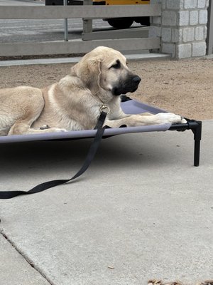 Puppy In Training - Meet Iroh, an adorable puppy in training, as he begins his journey to learn the art of settling amidst distractions. Watch as he confidently lies on his bed in a bustling public setting, where every sound and sight is a new lesson. This video captures the heart and determination of a young pup on his path to becoming a well-behaved companion.