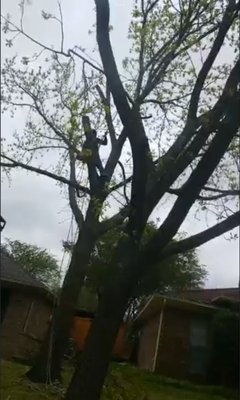 TREE SERVICE REMOVAL - YOU EXPERIENCE DAMAGE ON THE PASS STORMS CONTAC TLC TREE Expert. WE HELP YOU ON THIS HART TIMES CALL US NOW FOR YOUR APPOINTMENT #972-533-2969 TREE SERVICE REMOVAL - YOU EXPERIENCE DAMAGE ON THE PASS STORMS CONTAC TLC TREE Expert. WE HELP YOU ON THIS HART TIMES CALL US NOW FOR YOUR APPOINTMENT #972-533-2969