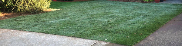 Lawn and Turf Installation - We install both sod and turf! As well as design your perfect outdoor space.