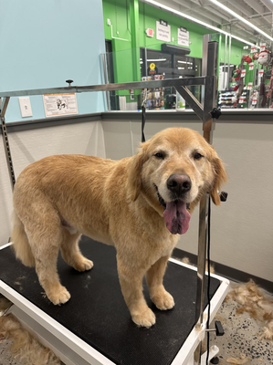 Full-Service Groom - Full-Service Groom:
Includes a bath, haircut, nail trim and ear cleaning.
Wash, groom and be furry. Whether your pet needs some simple pampering or the works, our full-service salon offers baths, haircuts, skin/coat treatments and more. Our location has a nailBar for quick nail services and a self-serve pet wash that includes shampoos, conditioners, towels and high-velocity dryers. Full-Service Groom - Full-Service Groom:
Includes a bath, haircut, nail trim and ear cleaning.
Wash, groom and be furry. Whether your pet needs some simple pampering or the works, our full-service salon offers baths, haircuts, skin/coat treatments and more. Our location has a nailBar for quick nail services and a self-serve pet wash that includes shampoos, conditioners, towels and high-velocity dryers.