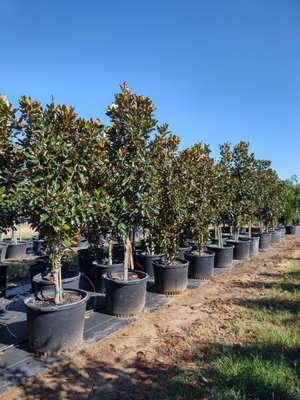 Evergreens - Are you looking for a tree that is green all year round? Well, look no further! We have Live Oaks, Eagleston Hollies, Southern Wax Myrtles, Red Tip Photinias, and more! Please call us at 512-627-2201 or visit our website hopevalleytreefarm@gmail.com. Evergreens - Are you looking for a tree that is green all year round? Well, look no further! We have Live Oaks, Eagleston Hollies, Southern Wax Myrtles, Red Tip Photinias, and more! Please call us at 512-627-2201 or visit our website hopevalleytreefarm@gmail.com.
