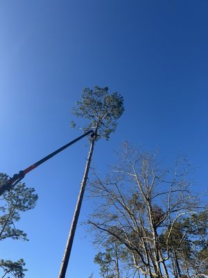 Removing a tall pine with our grapple saw truck - This was a 90 foot pine tree that was surrounded by power lines we removed using our 92 ft reach grapple saw truck.