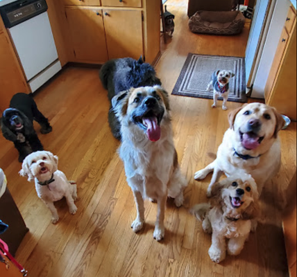 Our happy customers ! - These are some of our happy clients. If you need a place for your furry friends to stay or even a spa day, give us a call and we would be happy to help.