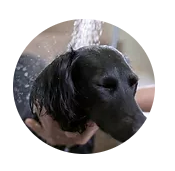 BATHED N' BEAUTIFUL SERVICE! - This express bathing service includes: 
~2-in-1 Shampoo / Conditioner Treatment
~Fluff Dry

Ideal for recently groomed dogs that need a quick bath and clean up! 

Don't we all love it when our recently groomed puppers decide to roll around in that wet grass!?