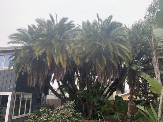 palm thinning and trimming - large group of palms in need of serious cleaning and thinning
we sanitize out tools before every trim to mitigate the spread of disease. palm thinning and trimming - large group of palms in need of serious cleaning and thinning
we sanitize out tools before every trim to mitigate the spread of disease.