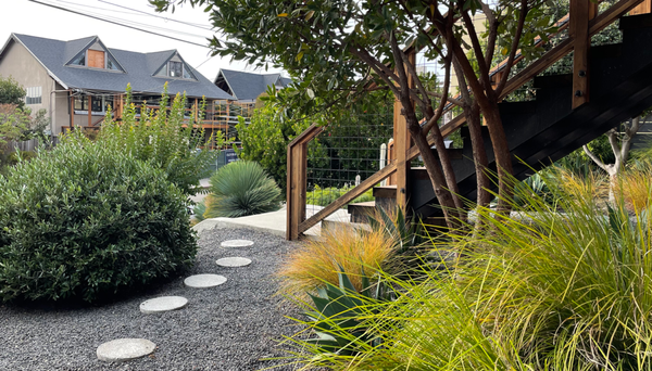 Lush Cactus Garden (Berkeley, CA) - Designed and installed by Outside Collective.