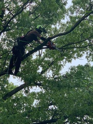 Tree Care Services - At HartWood we care about trees and the people living with them! We love helping our clients solve their tree problems so that they can continue co-existing. We take great pride in our ability to remove trees that have become unsafe or have grown in the wrong place. We have skilled climbers who are able to navigate precarious situations.
We serve Elkhart, Goshen, South Bend, Union and the surrounding areas. Give us a call or text us at (574) 313-1414 for a quote. We are happy to take a look at your unique situation and see what we can do for you and your trees. Tree Care Services - At HartWood we care about trees and the people living with them! We love helping our clients solve their tree problems so that they can continue co-existing. We take great pride in our ability to remove trees that have become unsafe or have grown in the wrong place. We have skilled climbers who are able to navigate precarious situations.
We serve Elkhart, Goshen, South Bend, Union and the surrounding areas. Give us a call or text us at (574) 313-1414 for a quote. We are happy to take a look at your unique situation and see what we can do for you and your trees.