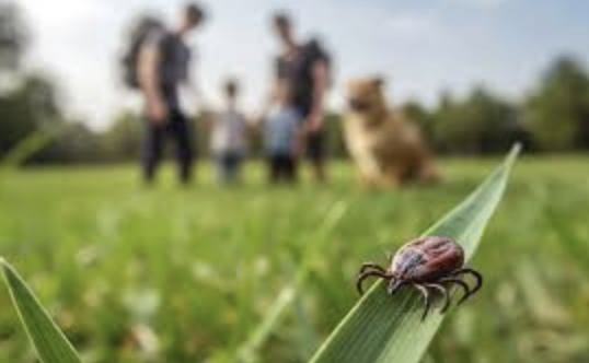 If it bites you, it bugs us - Many insects can destroy your lawn, find crevices to sneak inside your home, or even pose health risks to your loved ones. Don’t let your property become a living space for unwanted critters. From lawn pest control to outdoor mosquito and tick control to prevent bugs like ants and centipedes from invading your home, Lawn Doctor and our lawn care professionals have your back.
Our most popular insect and pest control services include:
Mosquito Control
Tick Control
Lawn Insect Control
Perimeter Pest Control
Fire Ant Control
Grubs If it bites you, it bugs us - Many insects can destroy your lawn, find crevices to sneak inside your home, or even pose health risks to your loved ones. Don’t let your property become a living space for unwanted critters. From lawn pest control to outdoor mosquito and tick control to prevent bugs like ants and centipedes from invading your home, Lawn Doctor and our lawn care professionals have your back.
Our most popular insect and pest control services include:
Mosquito Control
Tick Control
Lawn Insect Control
Perimeter Pest Control
Fire Ant Control
Grubs