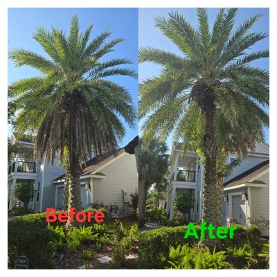 Lithia Palm - Our client reached out to us because their HOA was not happy with this palm, so we trimmed it up to make the homeowner and the HOA happy! Lithia Palm - Our client reached out to us because their HOA was not happy with this palm, so we trimmed it up to make the homeowner and the HOA happy!