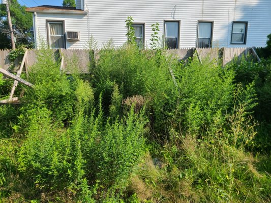 2020 , weeds removed - this clea-up was done because the had to build in there 2020 , weeds removed - this clea-up was done because the had to build in there